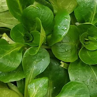 Frischer Ackersalat (Feldsalat) aus eigenem Anbau