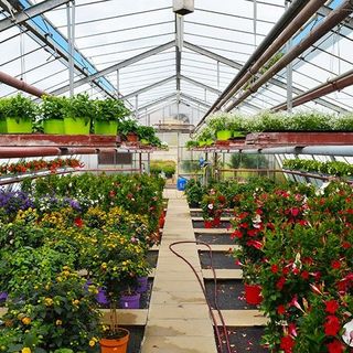 Hängende Blumenampeln im Gewächshaus von Blumen Schönleber