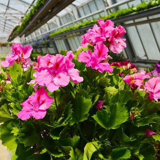 Pinke Pelargonien (Balkonpflanzen) im Gewächshaus