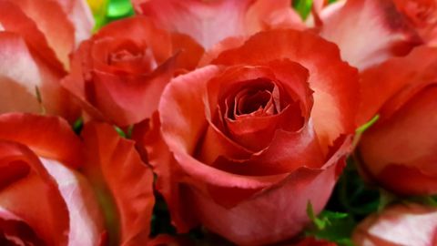 Nahaufnahme eines Straußes mit rot-orangefarbenen Rosen