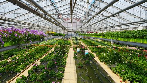 Blick in das Gewächshaus von Blumen Schönleber mit bunten Pflanzenreihen